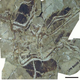 Illustration for article titled Scientists Discover Fossils of Feathered Dinosaur with Four Wings